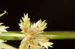 Great plains flatsedge